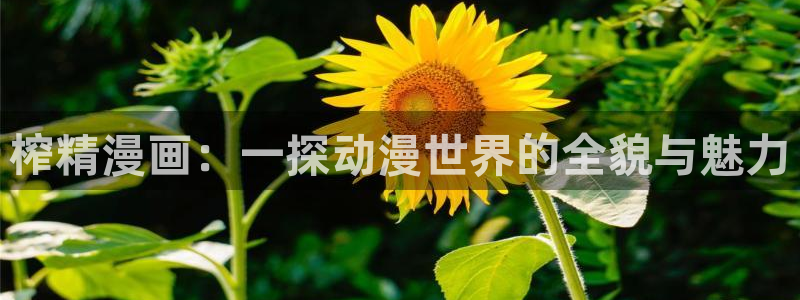 漫蛙manwa2怎么用：榨精漫画：一探动漫世界的全貌与魅力